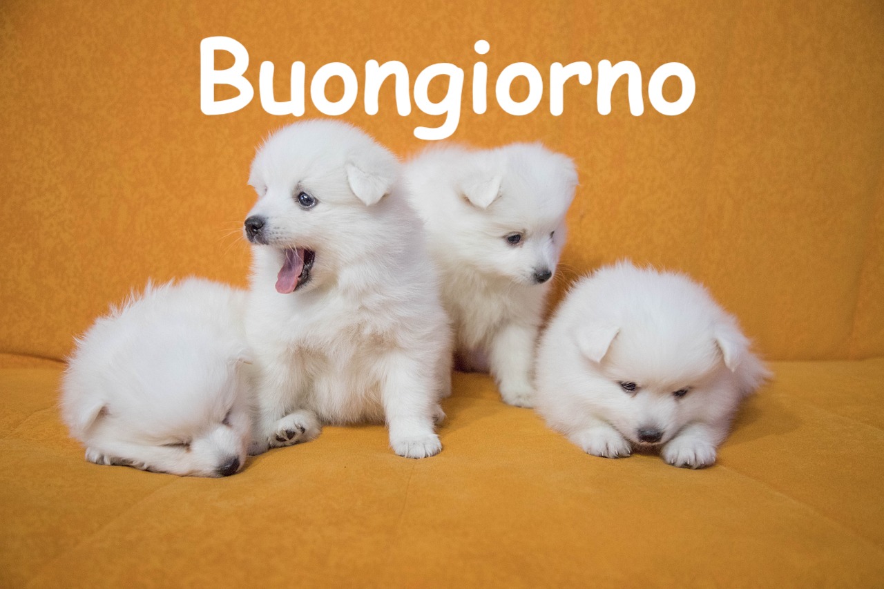 quattro deliziosi cagnolini bianchi su un divano color arancio   